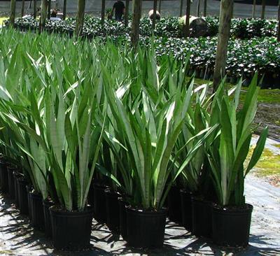Sansevieria trifasci